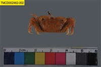 藏品(萬歲大眼蟹)的圖片